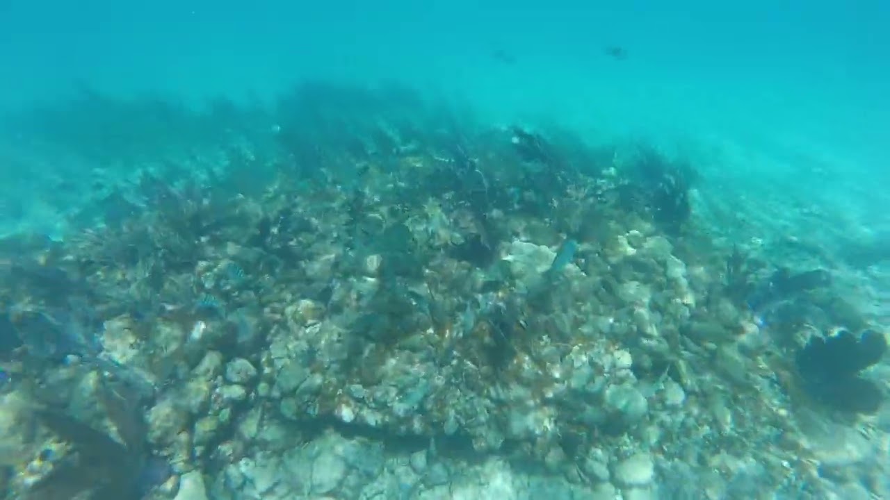 Alligator Reef Snorkeling Florida Keys