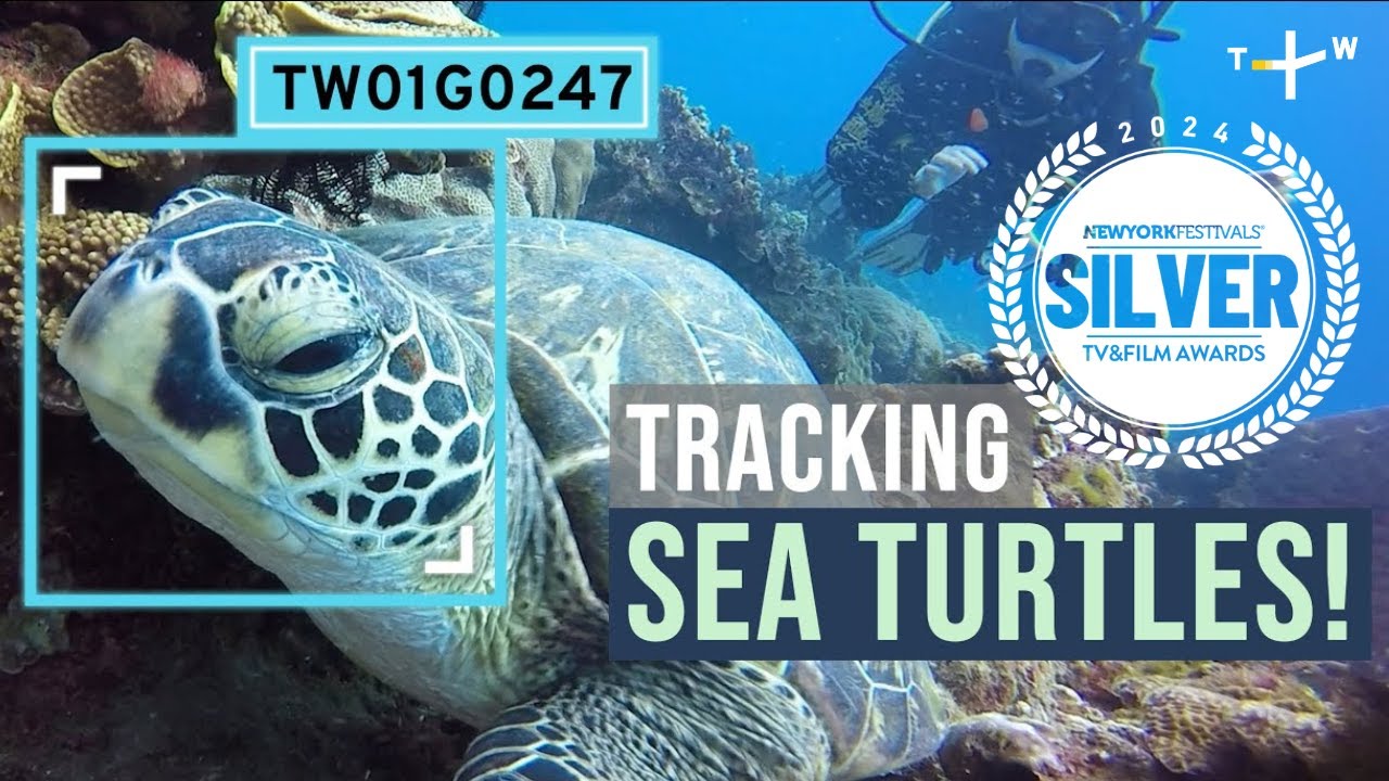 Tracking Sea Turtles: Taiwan's Marine Wildlife Education | Our Ocean