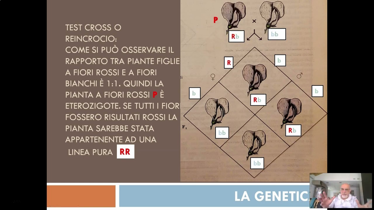 La genetica -   Il test cross