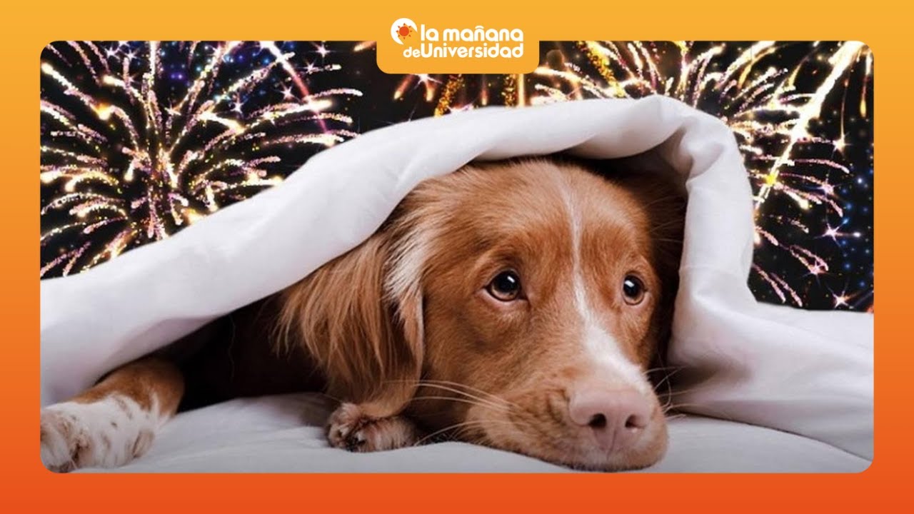 Pirotecnia vs. animales: el reclamo de Providaa por celebraciones sin ruido