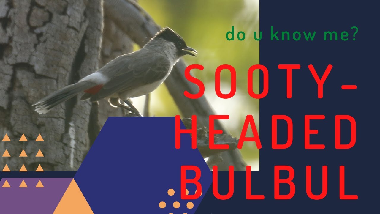 Sooty-headed Bulbul facts 🦜 found in South-Eastern Asia