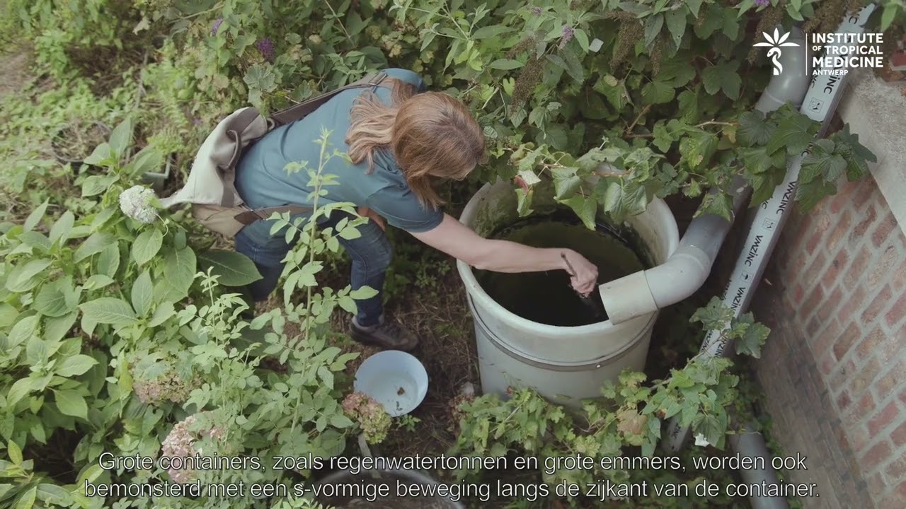 Staalname van exotische muggenlarven