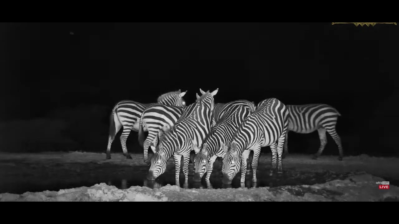 Wildlife live Stream-Kenya🌴 Co te piękne zebry tak spłoszyło??   ..11.11.24