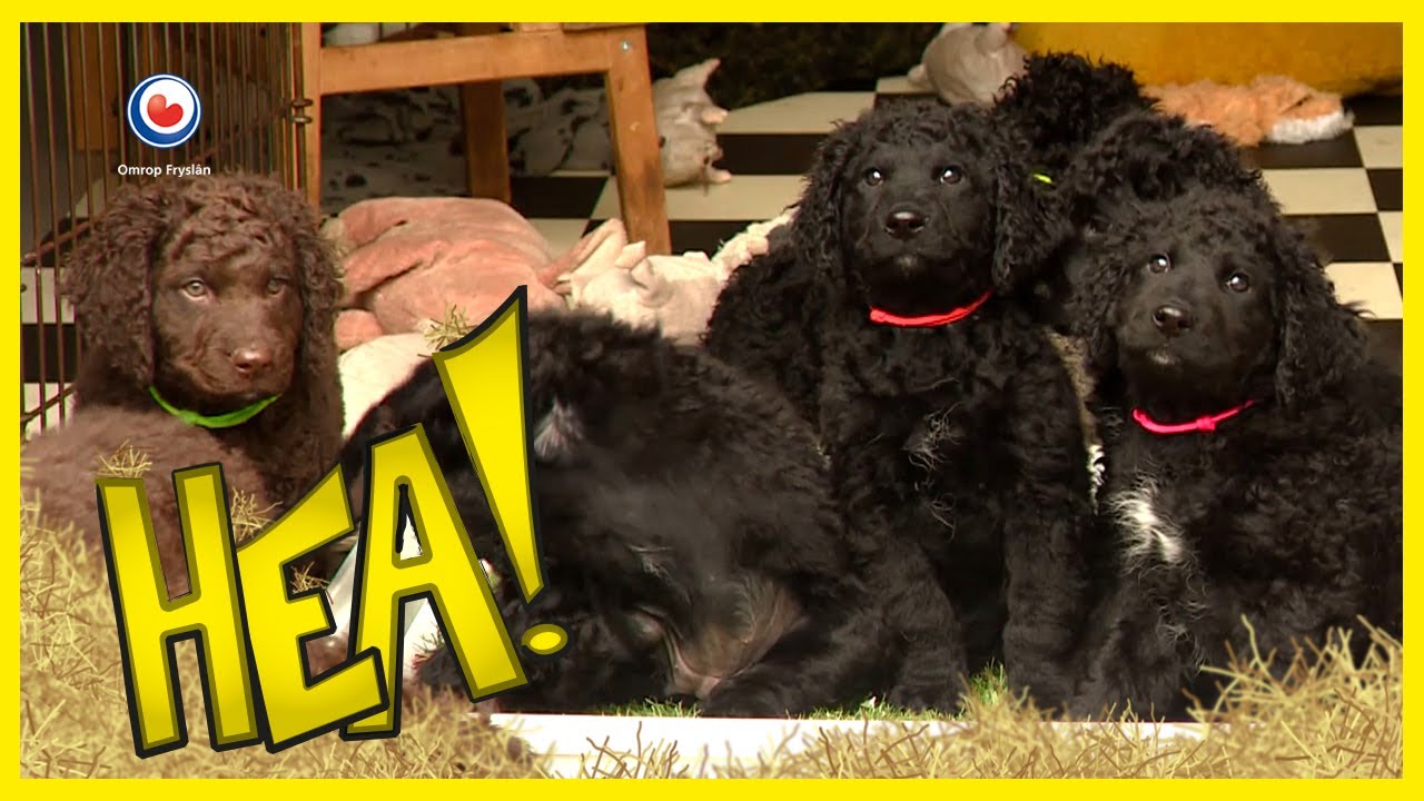 De pups van wetterhoun Antsje | HEA!