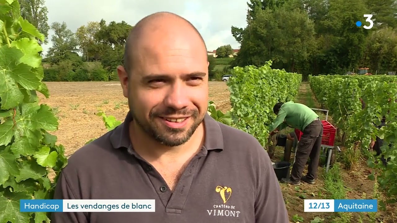 Vendanges a Bordeaux par les travailleurs des ESAT