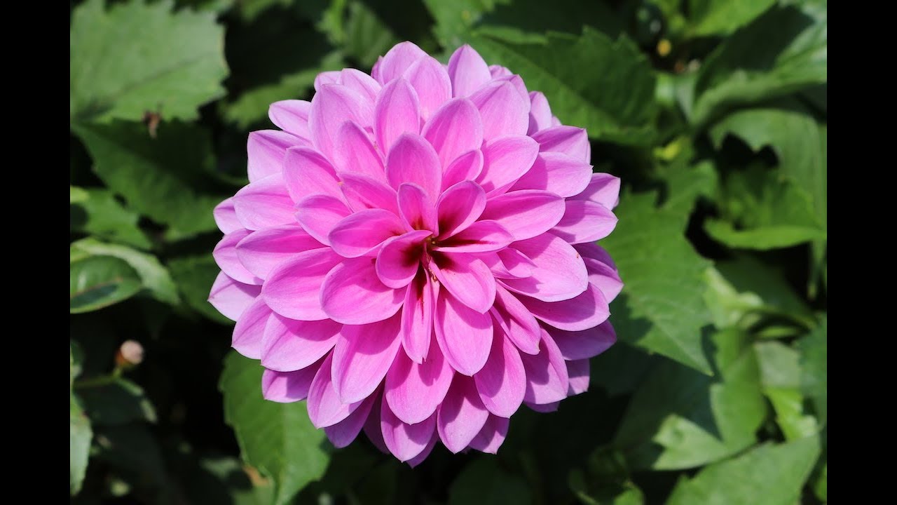 HK Flower Show 2018, Joy in Bloom, Dhalia_pt1
