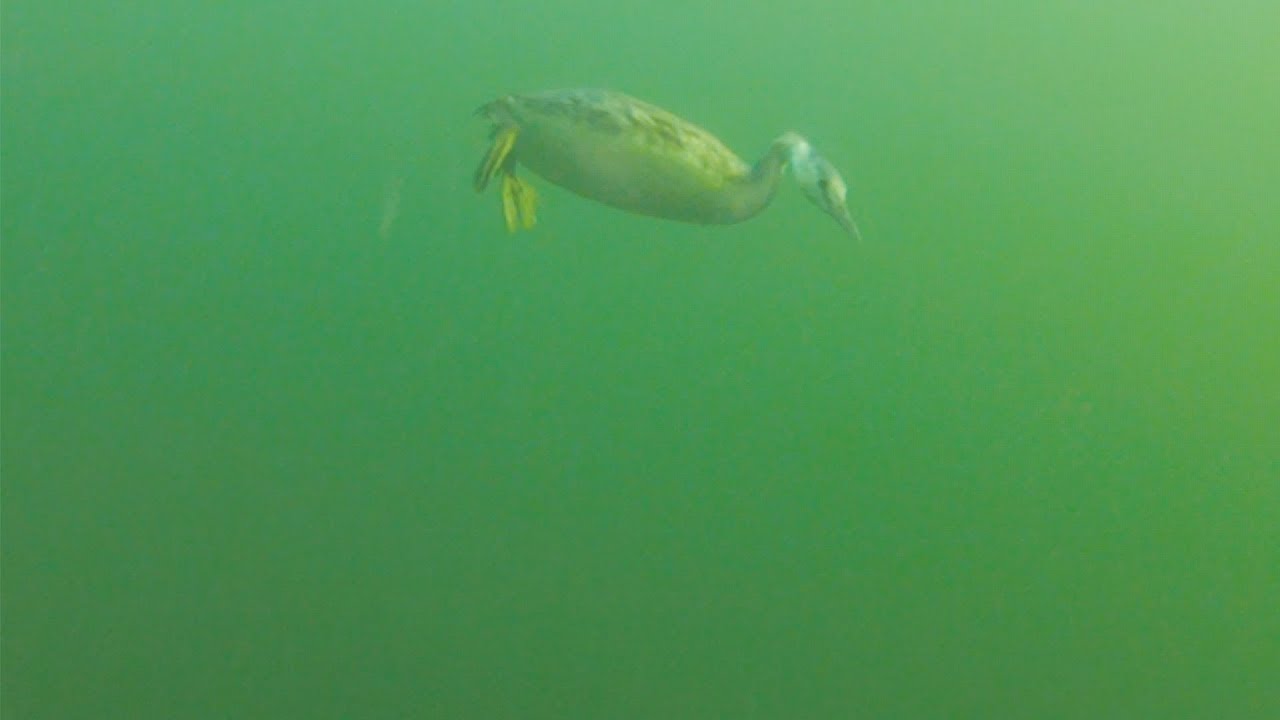 Frisse duik met 4 meervallen, snoek en fuut