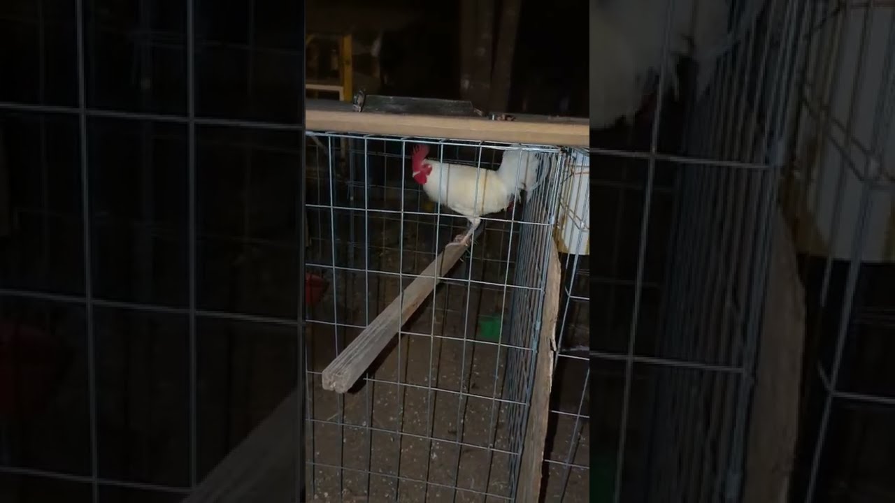 How to select brood fowl. Confirmation or Attitude?