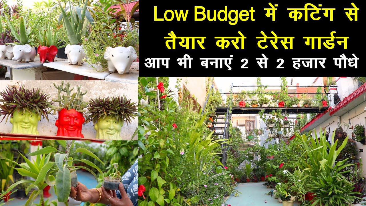 Low Budget में कटिंग से तैयार करो Terrace Garden, आप भी बनायें 2 से 2 हज़ार पौधों || Unique Farming