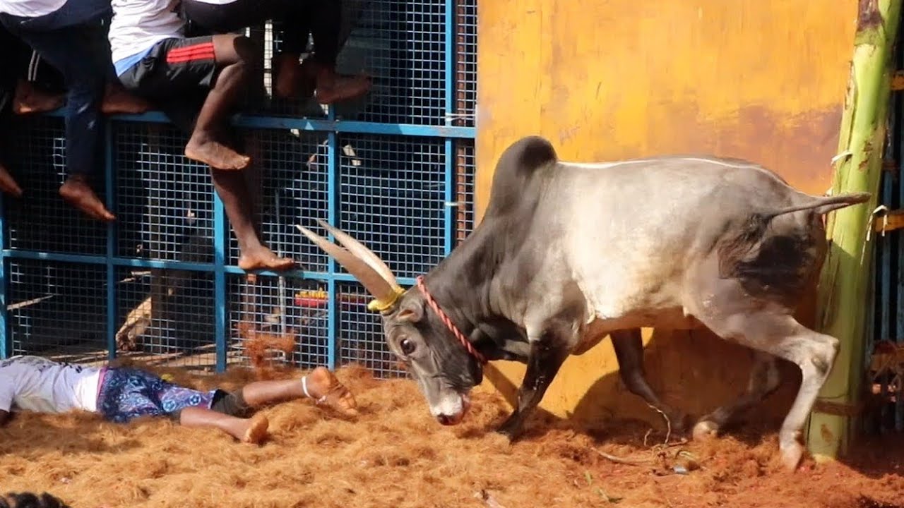 2026 மணப்பாறை தீராம்பட்டி ஜல்லிக்கட்டு Hilights,Theerampatty Jallikkattu, @TRENDING JALLIKATTU 360