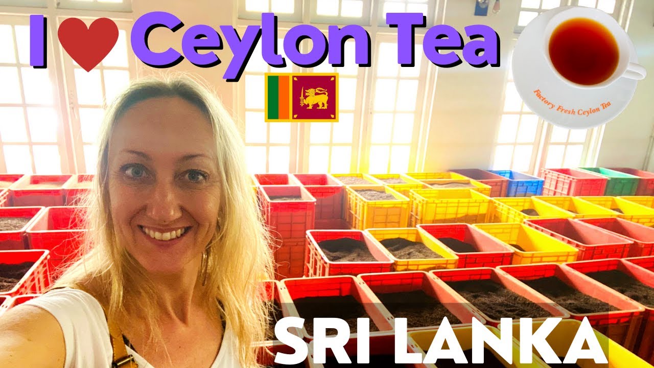 Tea Lovers Come to SRI LANKA (Ceylon Tea Explained) | Sri Lanka Vlog 🇱🇰