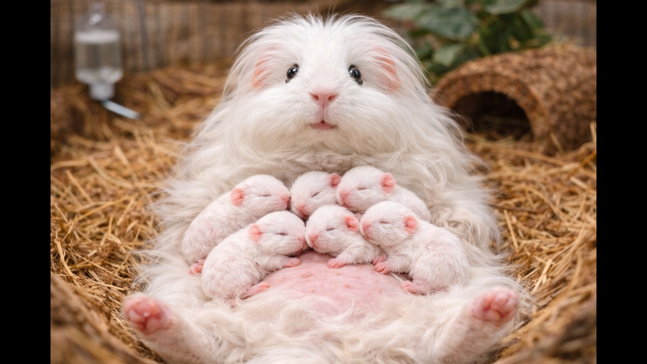 Newborn Guinea Pig to Young Adult – 60 Day Real Growth Journey 🐹