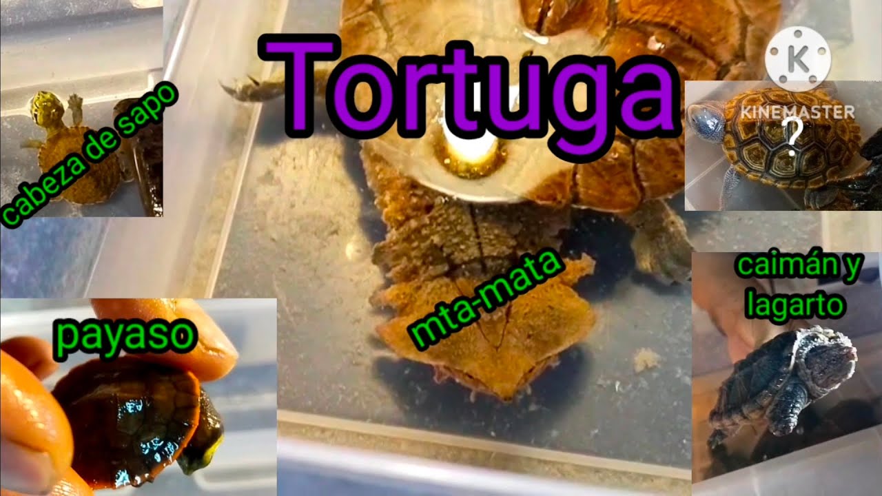 Tortugas increíble con precios Animalia CDMX 2025 Centro de convenciones Tlatelolco suscribete 🇲🇽