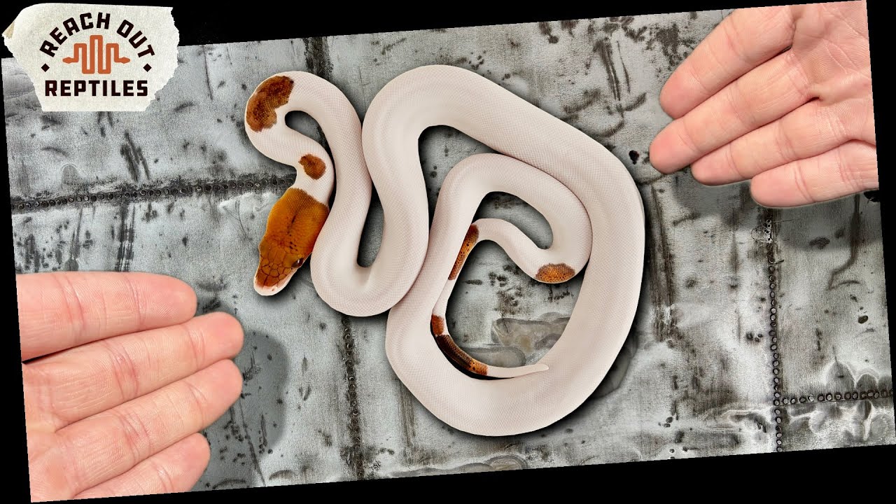 Every Super Dwarf Reticulated Python I Hatched In 2025