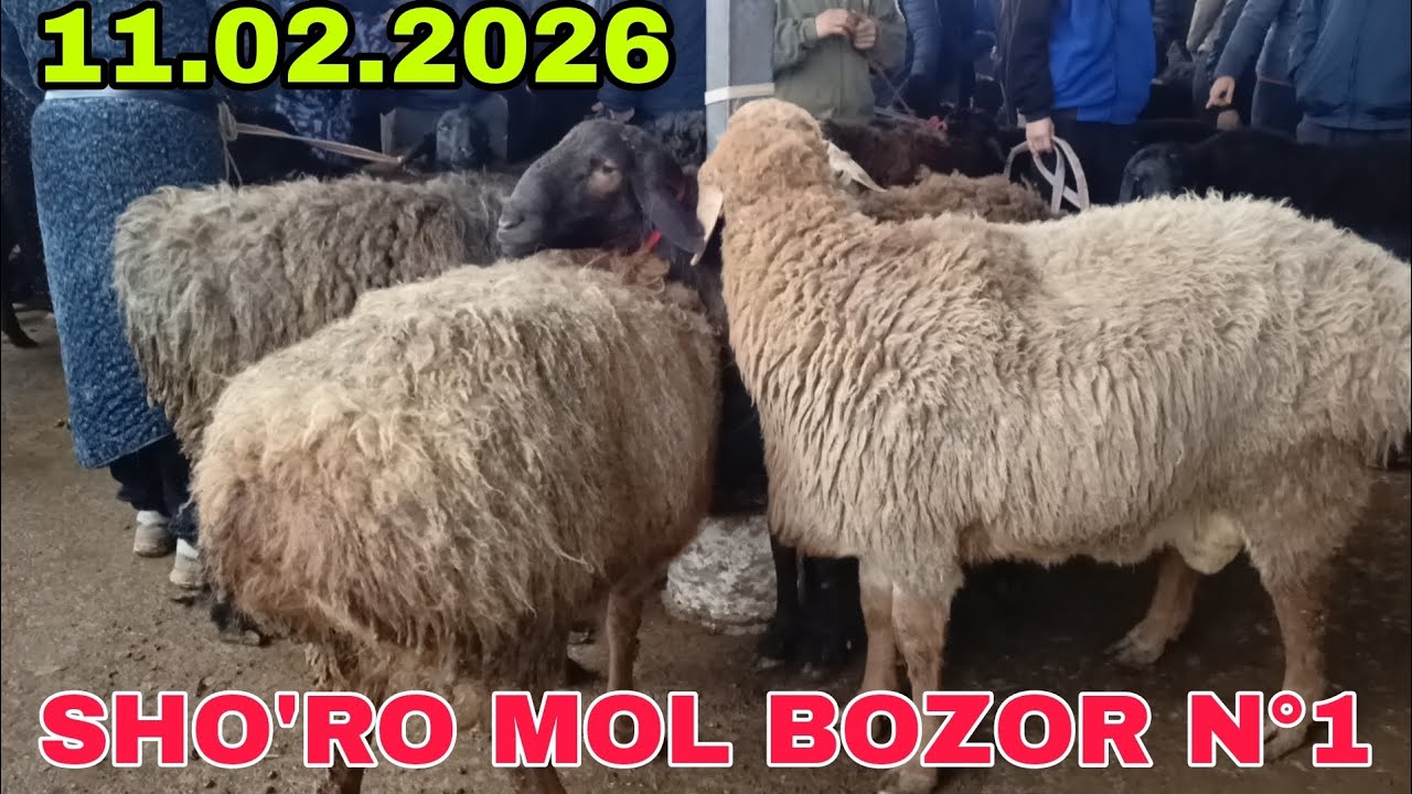 ШОРО МОЛ БОЗОР КОЙ НАРХЛАР.