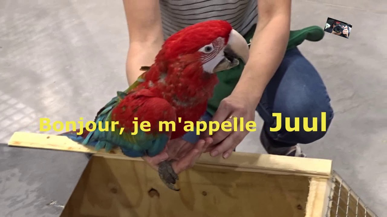Arrivée du nouveau Ara  Chloroptère -   Villaverde Pizançon  (Drôme) France