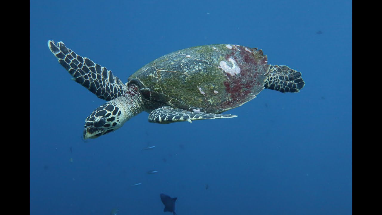Adaptations for Survival - Marine Animals in their Environment