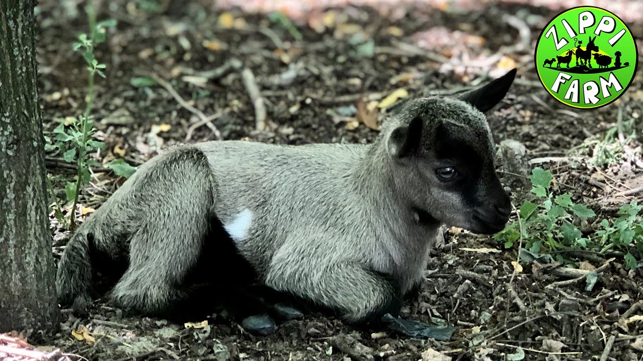 FarmNapló 8.rész: Kiskecske született