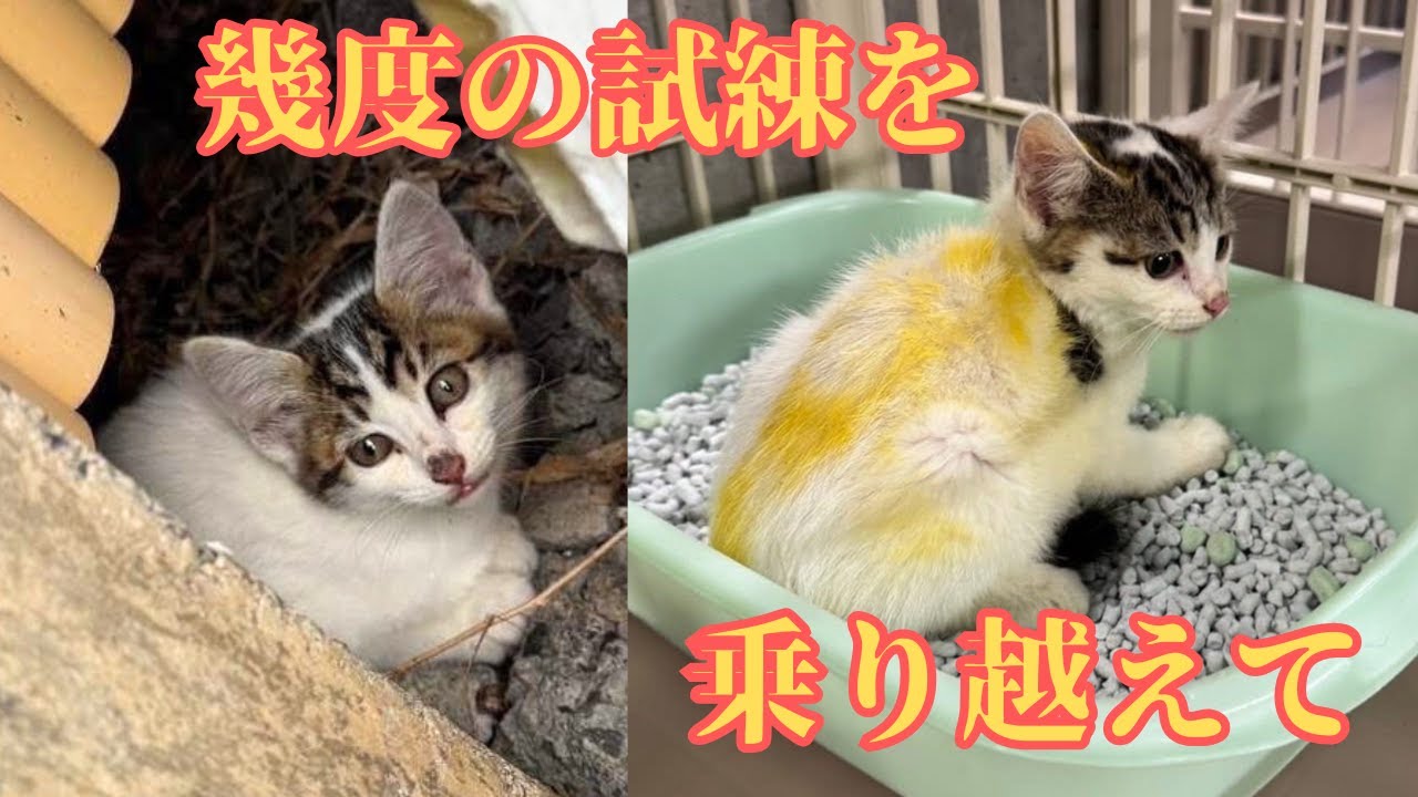 【145保護子猫】命の危険から子猫６頭が辿る幸せの道標⭐︎まさかの方法でシャー猫達が仲良しに！