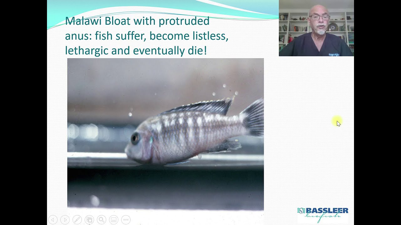 Fish disease Case 4 Malawi bloat, a serious problem with Malawi Cichlids and others