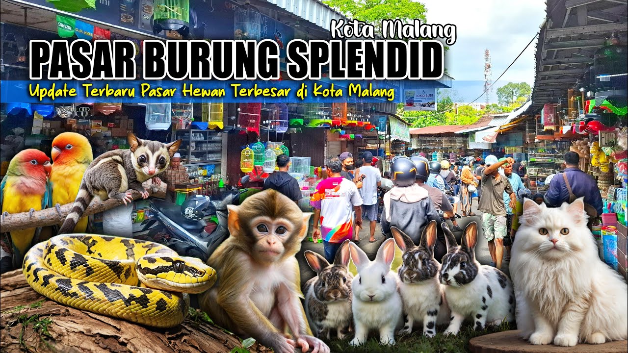 UPDATE TERBARU❗ PASAR SPLENDID MALANG 2025 || HEWAN MAKIN BANYAK DAN BERAGAM