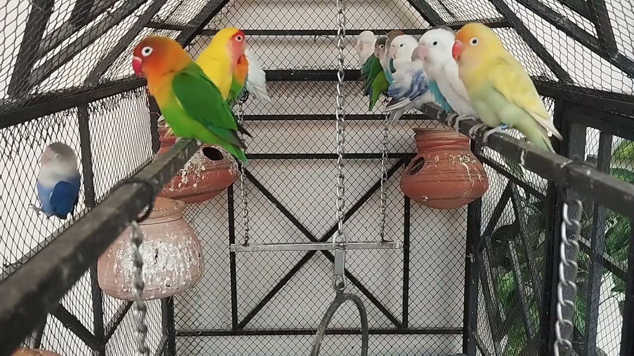 Beautiful Lovebirds Video | Cute & Colorful Bird Moments in HD