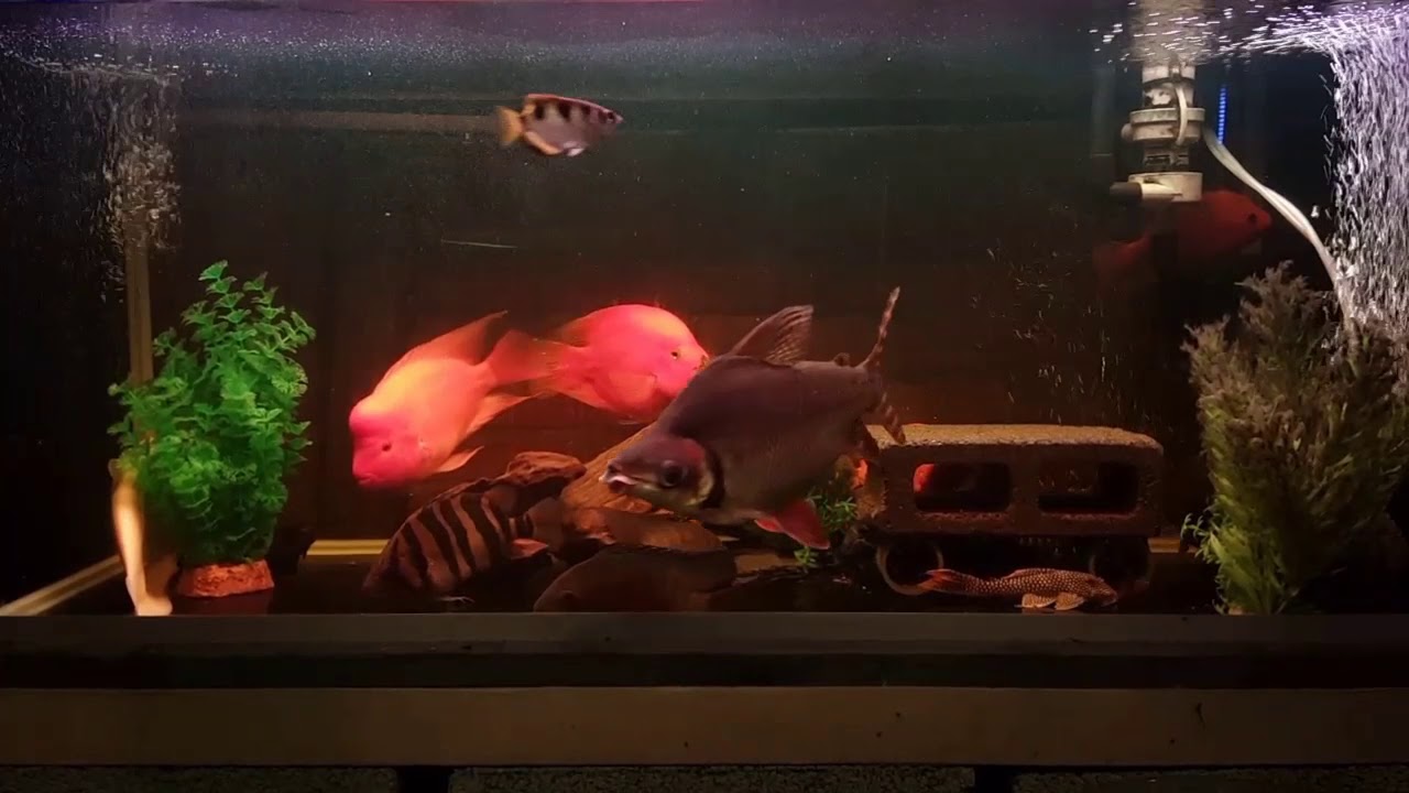 頭好壯壯的公紅魔鬼魚