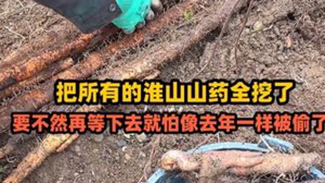上次把淮山挖出来，有粉丝朋友看上了，今天就把它全部挖了 #农村 #淮山 #山药 #我的乡村生活 #广西