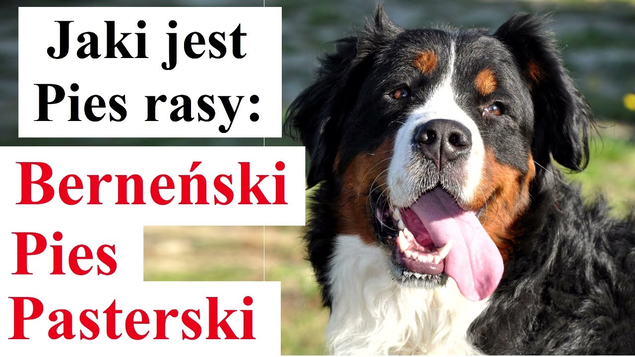 Jaki jest Pies rasy: Berneński Pies Pasterski