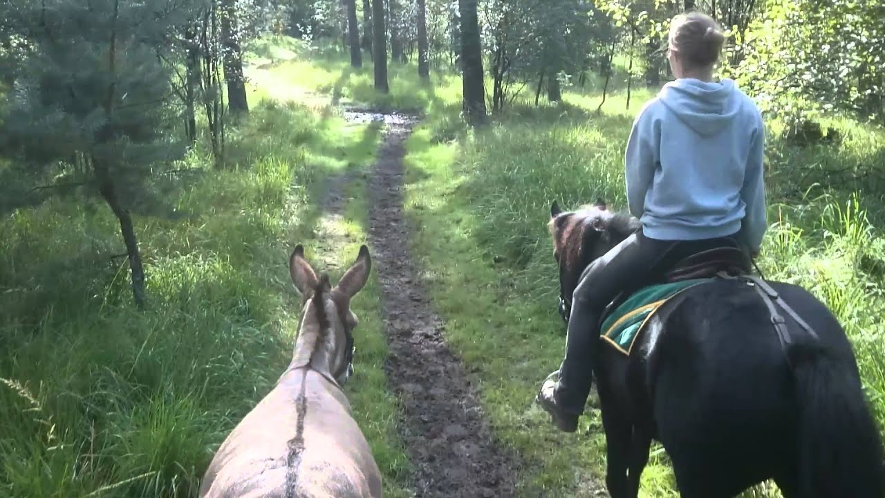 Prinzessins Weg zum Langohrpony ☺