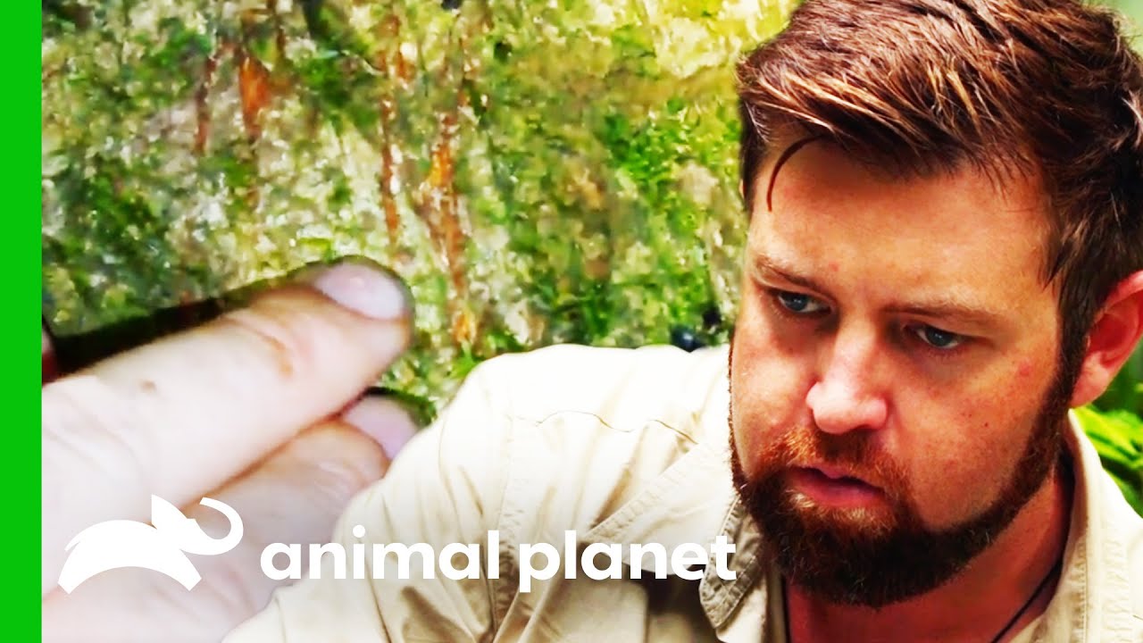 Forrest Believes The Formosan Clouded Leopard Truly Is Extinct | Extinct or Alive?