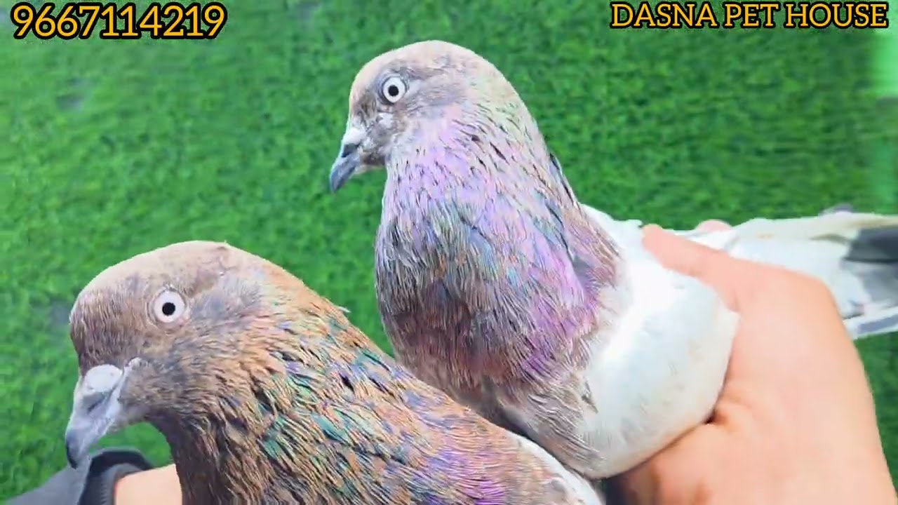 (9/02/26) Chapdar kalsire rampuri lalsire golden ambersarek