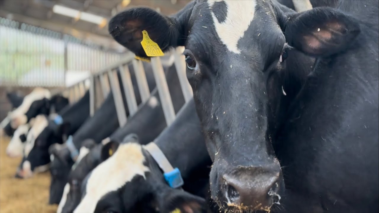Milking dairy cows into the night!