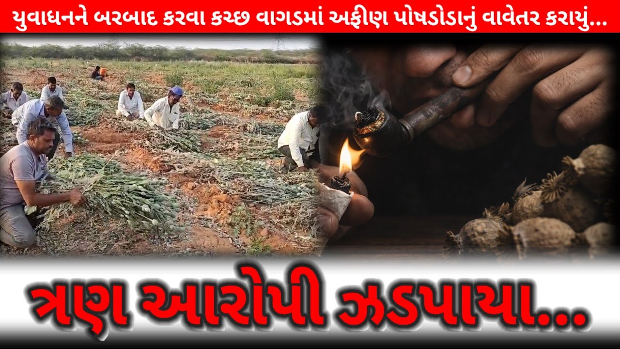 #યુવાધનને બરબાદ કરવા કચ્છ વાગડમાં અફીણ પોષડોડાનું વાવેતર કરાયું : ત્રણ આરોપી ઝડપાયા...