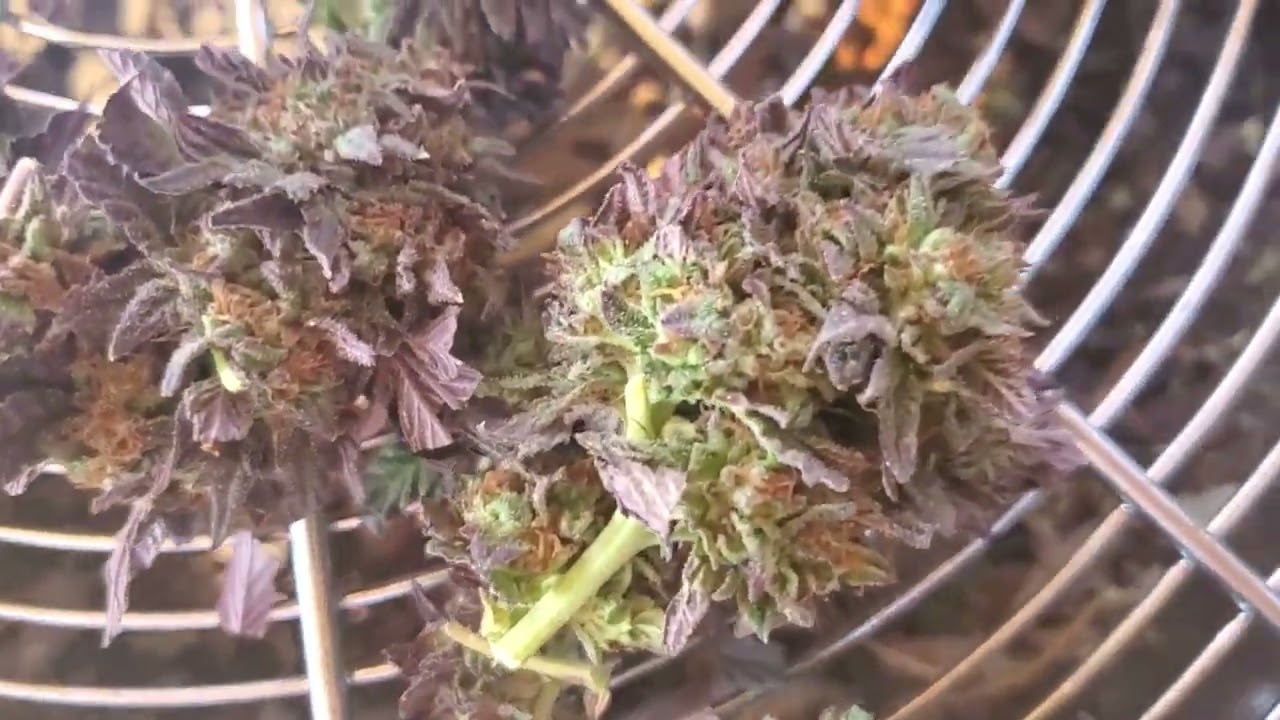 Trim bowl for the popcorn 🍿 wet trim