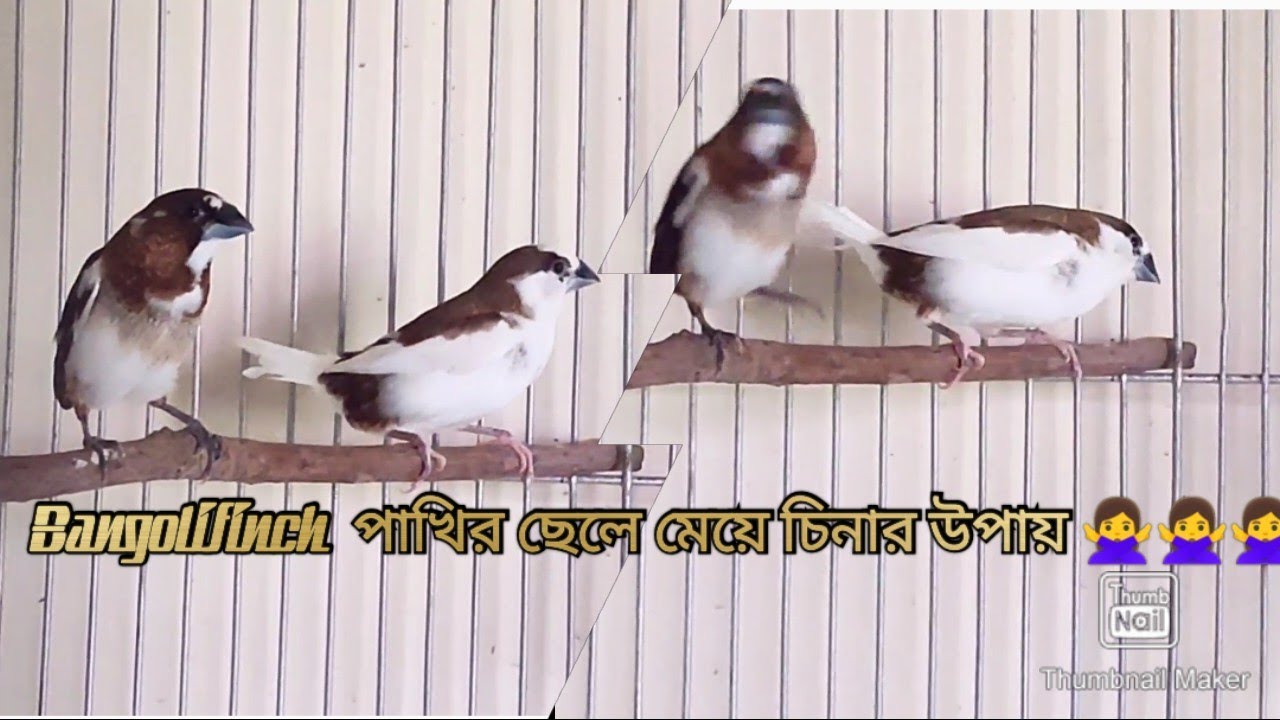 কিভাবে বেঙ্গলি ফিঞ্চ পাখির ছেলে মেয়ে চিনবেন??