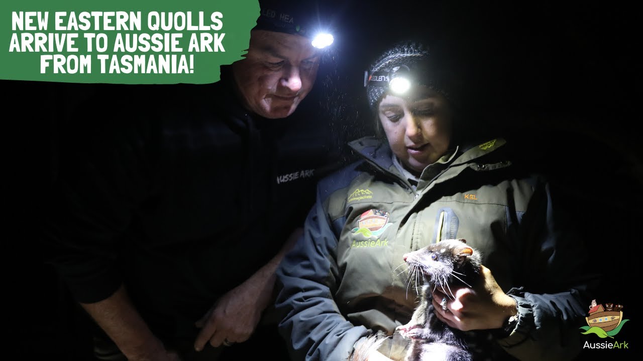 New Eastern Quolls arrive at Aussie Ark from Tasmania!