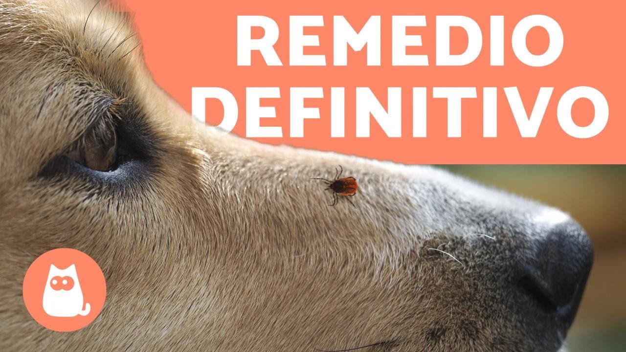 4 REMEDIOS CASEROS para las GARRAPATAS en PERROS 🕷️ ¡Muy Efectivos!