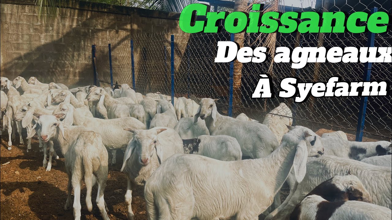 Élevage des moutons sahéliens