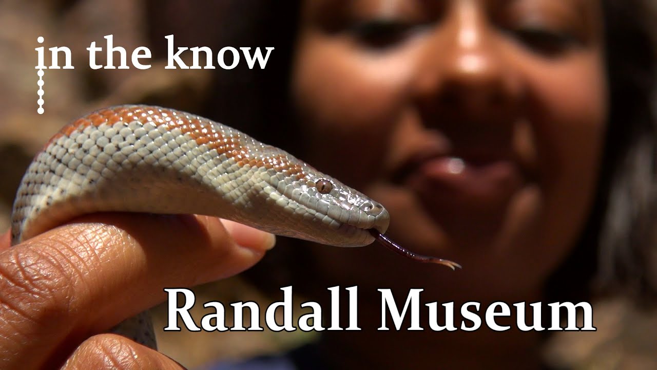 In The Know: the Randall Museum
