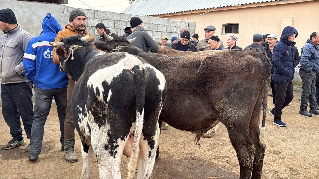 Beshariq mol bozori semiz boqma va yosh buqalar narhlari 15.03.2026yil