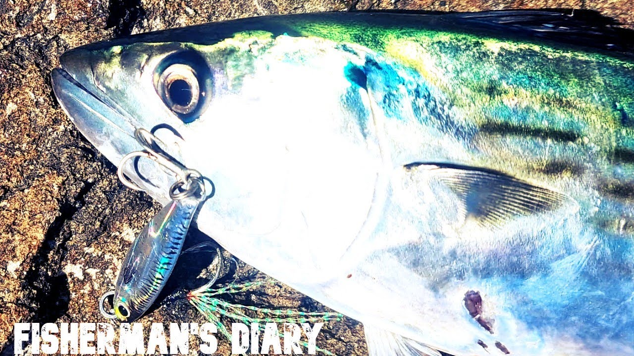 Микроджиггинг для ловли бонито, ставриды, леща, щуки и скумбрии ~ Дневник рыбака, эпизод 860