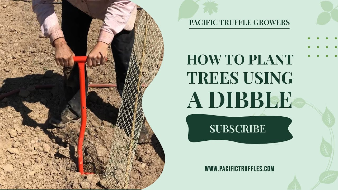 How to Plant Trees using Dibble