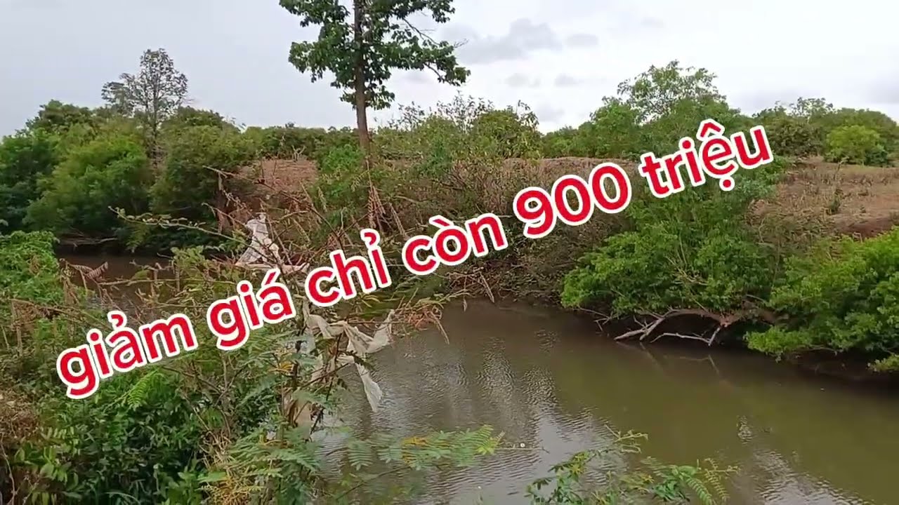 Chính chủ giảm giá. Diện tích 2,3 ha. Đất đỏ Bazan. Chỉ còn. 900 triệu.ĐT. 0973. 733. 040