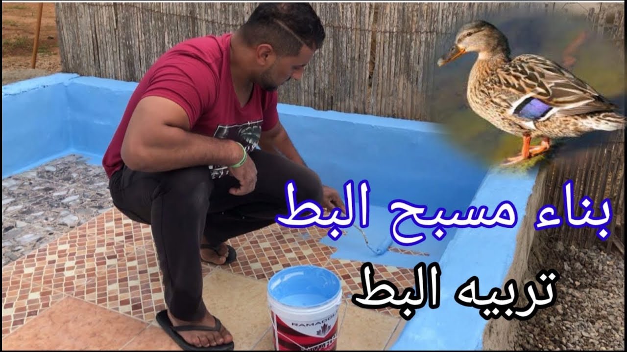 تربية البط بناء مسبح في المزرعة البط