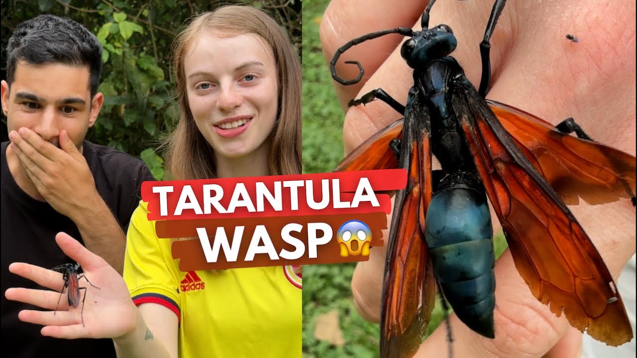 Tarantula Hawk Wasp &ndash; The Most Painful Sting in the World?! 🕷️🔥