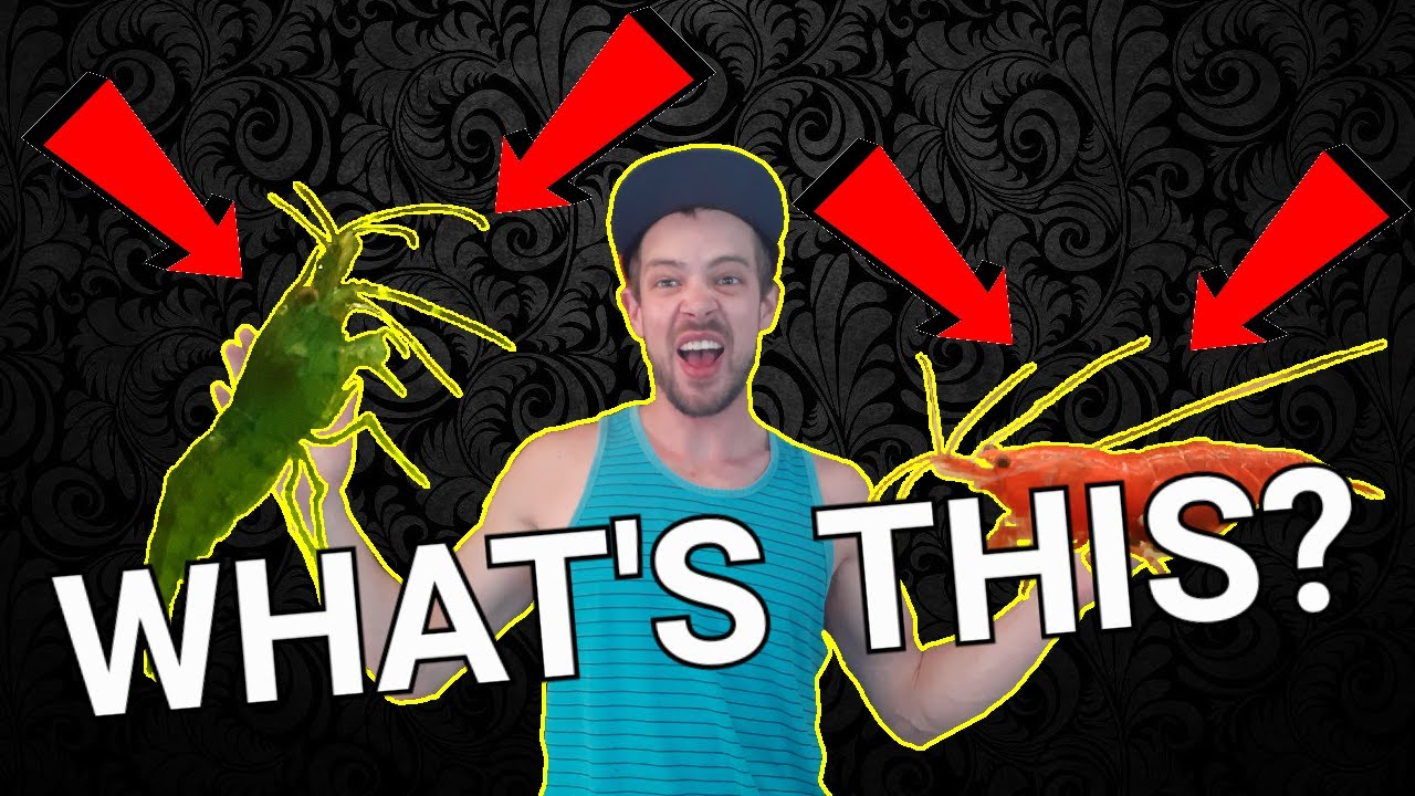 The Worst Aquarium Book Ever - How To Unalive Your Shrimp - Bob Moss Live