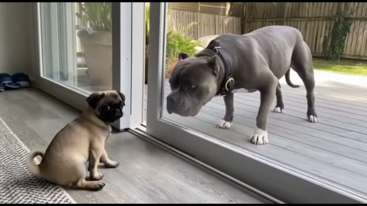 Unexpected Bark Sends Cat Straight Up!