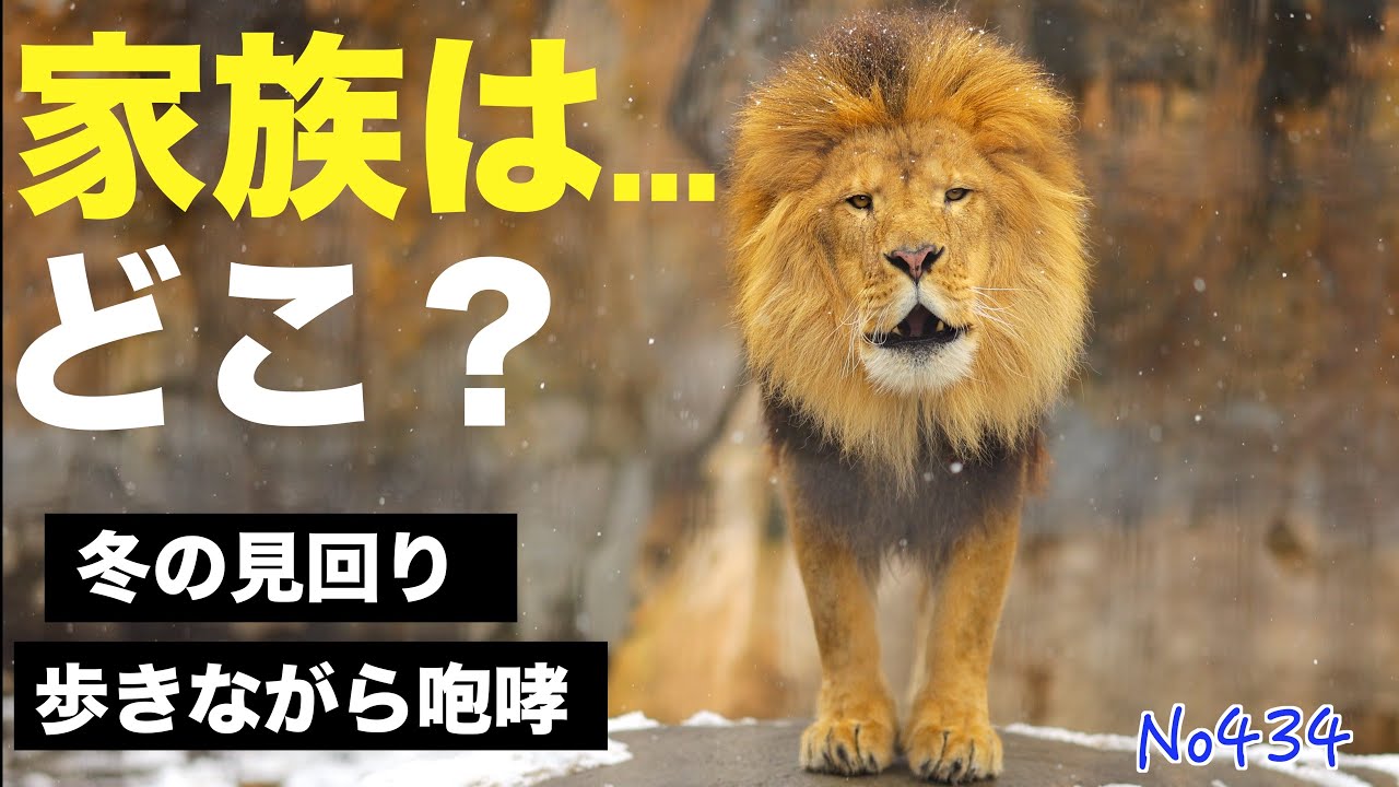No434 家族はどこへ…？冬の旭山動物園で“父オリト”が見せた切ない行動（旭山動物園ライオン）#lion #オリトファミリー　#zoo