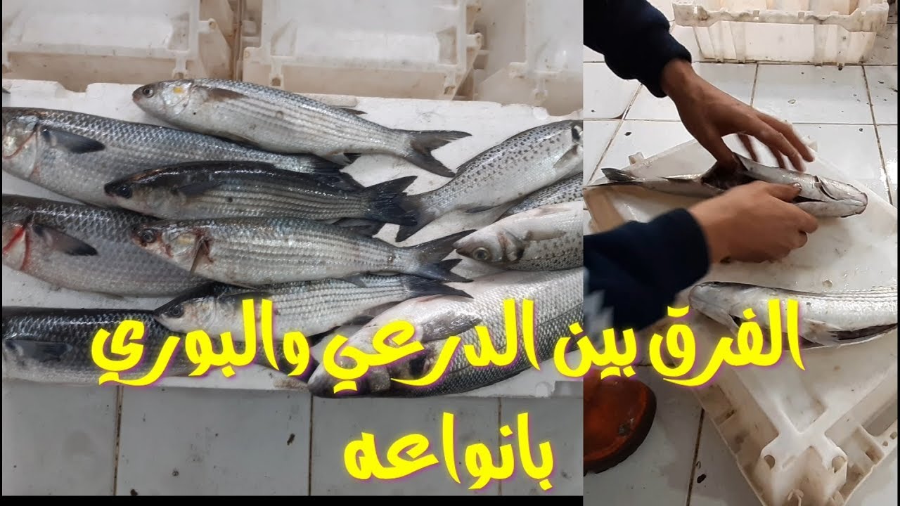 الفرق بين ابلاغ والدرعي والبوري بأنواعه وابتعد عن هذا النوع